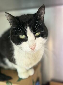 Fennic -  Domestic Medium Hair and Domestic Short Hair Cat for Adoption in West Chester, Pennsylvania - Fennic | PetCurious