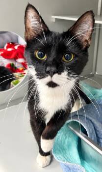 Elizabeth James -  Domestic Short Hair Cat for Adoption in Moundsville, West Virginia - Elizabeth James | PetCurious