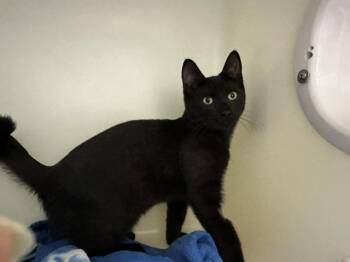 SIMON -  Domestic Short Hair Cat for Adoption in Mckinleyville, California - SIMON | PetCurious