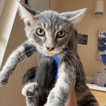 Jay -  Domestic Short Hair Cat for Adoption in Kanab, Utah - Jay | PetCurious