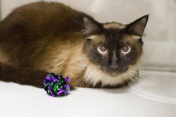 SINATRA -  Domestic Medium Hair Cat for Adoption in South Lake Tahoe, California - SINATRA | PetCurious
