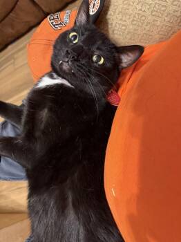 Squeaky -  Domestic Short Hair Cat for Adoption in Plumerville, Arkansas - Squeaky | PetCurious