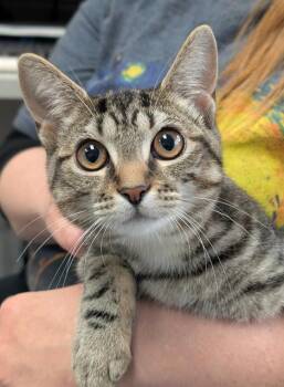 HEARTS -  Domestic Short Hair Cat for Adoption in Canfield, Ohio - HEARTS | PetCurious
