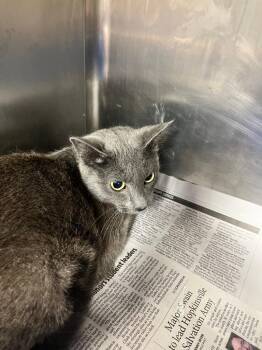 Zoey -  Domestic Short Hair Cat for Adoption in Hopkinsville, Kentucky - Zoey | PetCurious
