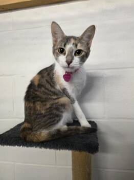 Rescue Domestic Short Hair Cats for Adoption in Umatilla, Florida - Torbie | PetCurious