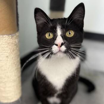 Jessie -  Domestic Short Hair Cat for Adoption in Zimmerman, Minnesota - Jessie | PetCurious