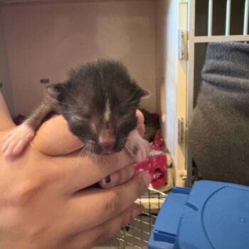 Domestic Short Hair Cats Available for Adoption in San Antonio, Texas - Johnny | PetCurious