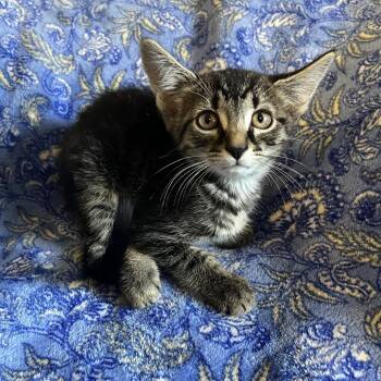 Freida -  Domestic Short Hair Cat for Adoption in Waldorf, Maryland - Freida | PetCurious