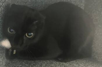 Schnitzel -  Domestic Short Hair Cat for Adoption - Schnitzel | PetCurious