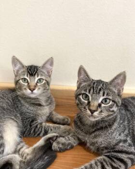 Tabasco -  Domestic Short Hair Cat for Adoption in Novato, California - Tabasco | PetCurious