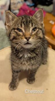 Domestic Short Hair Cats Available for Adoption - Chestnut Rose | PetCurious