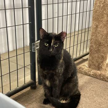 Tiger -  Tortoiseshell Cat for Adoption in Leesburg, Virginia - Tiger | PetCurious