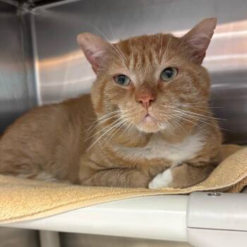 Simba the Lion Guard -  Domestic Short Hair Cat for Adoption in Philadelphia, Pennsylvania - Simba The Lion Guard | PetCurious