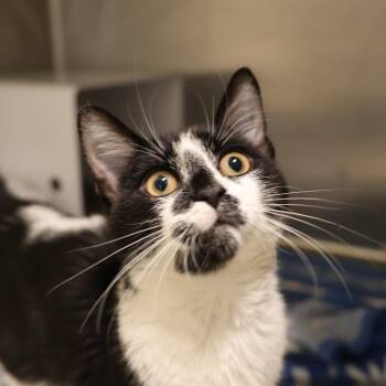 Dice -  Domestic Short Hair Cat for Adoption in Briarcliff Manor, New York - Dice | PetCurious