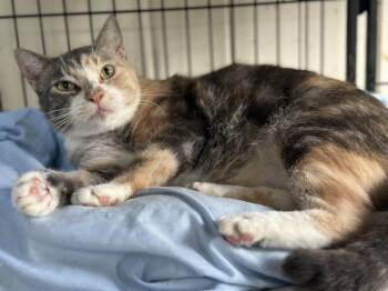 Mali -  Domestic Short Hair Cat for Adoption in Broomall, Pennsylvania - Mali | PetCurious