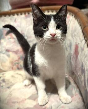 Tobias -  Domestic Short Hair Cat for Adoption in Fort Myers, Florida - Tobias | PetCurious