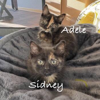 Domestic Short Hair Cats Available for Adoption - Adele C11175 | PetCurious