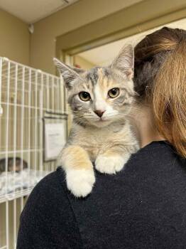 Rescue Dilute Calico Cats for Adoption in Myerstown, Pennsylvania - Edith | PetCurious