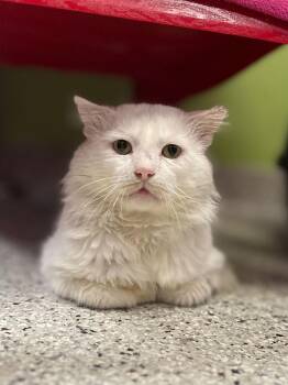 Domestic Medium Hair Cats Available for Adoption - Prince Charming | PetCurious