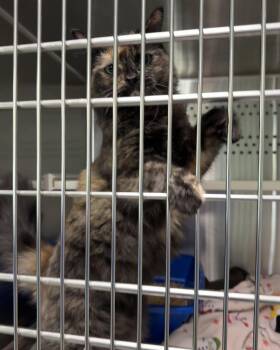 Mini -  Domestic Medium Hair Cat for Adoption in Seneca, Pennsylvania - Mini | PetCurious