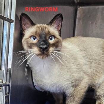 Domestic Short Hair Cats Available for Adoption in Stephenville, Texas - Bolt | PetCurious