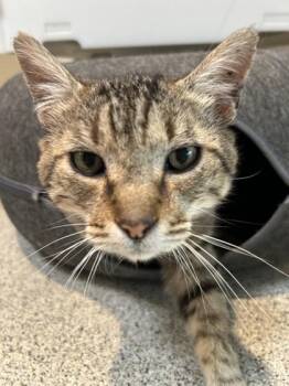Cosmo -  Domestic Short Hair Cat for Adoption in Hamilton, Montana - Cosmo | PetCurious