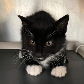 Abel -  Domestic Short Hair Cat for Adoption in Roanoke, Virginia - Abel | PetCurious