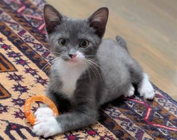 JIF -  Domestic Short Hair Cat for Adoption in Colorado Springs, Colorado - JIF | PetCurious
