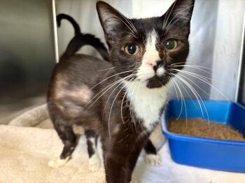 Domestic Short Hair Cats Available for Adoption in Dalton, Georgia - Miss Yodel | PetCurious