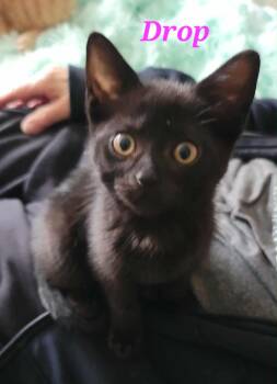 Rescue Domestic Short Hair Cats for Adoption in Kitchener, Ontario - Drop | PetCurious