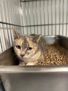 Domestic Short Hair Cats Available for Adoption in Rock Springs, Wyoming - Malibu | PetCurious