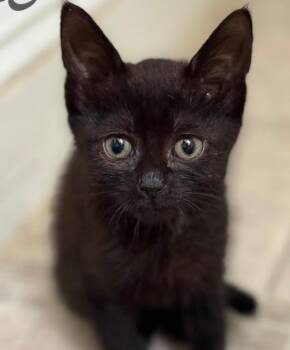 StephanieH 1 -  Domestic Short Hair Cat Available for Adoption in Leonardtown, Maryland - StephanieH 1 | PetCurious