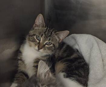 WANDA -  Domestic Short Hair Cat for Adoption in Hagerstown, Maryland - WANDA | PetCurious