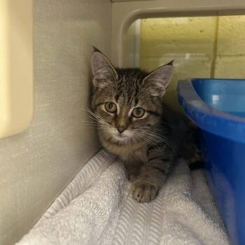 Nina -  Domestic Short Hair Cat for Adoption in West Olive, Michigan - Nina | PetCurious