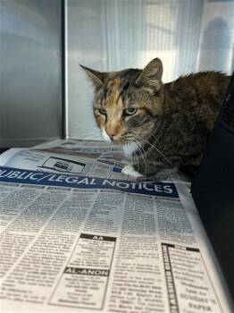 Domestic Short Hair Cats Available for Adoption in San Antonio, Texas - PEARLITA | PetCurious