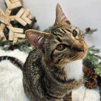 Domestic Short Hair Cats Available for Adoption - Peeta | PetCurious