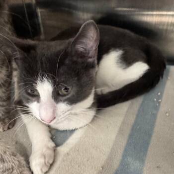 Domestic Short Hair Cats Available for Adoption in Clearwater, Florida - Cairo | PetCurious