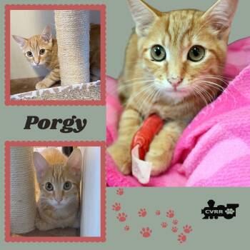 Porgy (Kitten) -  Tabby Cat for Adoption in Lindsay, California - Porgy (Kitten) | PetCurious