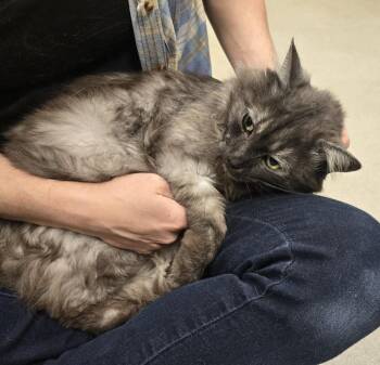 Domestic Long Hair Cats Available for Adoption in Dickson, Tennessee - Coleman | PetCurious