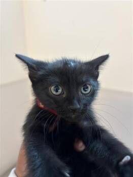 CHIBI -  Domestic Short Hair Cat for Adoption in Houston, Texas - CHIBI | PetCurious