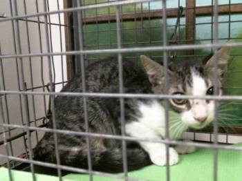 BORIS -  Domestic Short Hair Cat for Adoption in Houston, Texas - BORIS | PetCurious