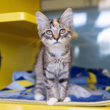 Lucille -  Domestic Medium Hair and Domestic Short Hair Cat for Adoption in Abilene, Texas - Lucille | PetCurious