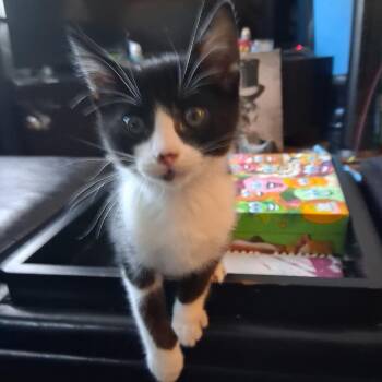 American Shorthair Cats Available for Adoption in Calimesa, California - Pho | PetCurious