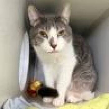 Spot -  Domestic Short Hair Cat for Adoption in Oyster Bay, New York - Spot | PetCurious