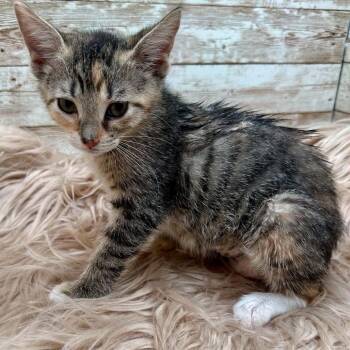 Monkey -  Domestic Short Hair Cat for Adoption in Lexington, Kentucky - Monkey | PetCurious
