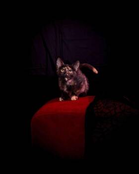 Camille -  Domestic Short Hair Cat for Adoption in Jefferson, Louisiana - Camille | PetCurious