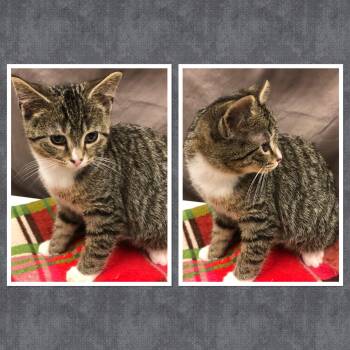 Rescue Domestic Short Hair Cats for Adoption in Buckhannon, West Virginia - CHRISTIAN DIOR | PetCurious