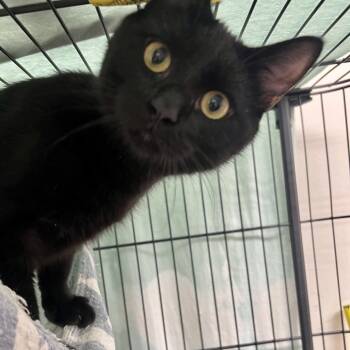 Rescue Domestic Short Hair Cats for Adoption in Mount Laurel Township, New Jersey - Brownie | PetCurious