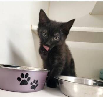 Joretta -  Domestic Short Hair Cat for Adoption in Reisterstown, Maryland - Joretta | PetCurious