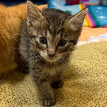 Rescue Domestic Short Hair Cats for Adoption in Cedaredge, Colorado - Daemon | PetCurious